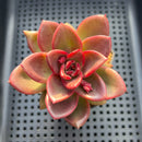 Echeveria 'Pine Rose' 3" Succulent Plant