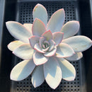 Echeveria 'White Lotus' 4"-5" Succulent Plant