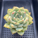 Echeveria 'Karla' 3" Succulent Plant