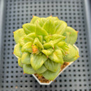 Echeveria Agavoides 'Wrinkle Maria' 2" Succulent Plant