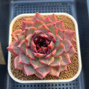 Echeveria 'Cherry Wood' 4" Succulent Plant Cutting