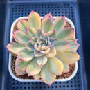 Echeveria 'Orion' Variegated 3" Succulent Plant Cutting