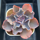 Echeveria 'Osmanthus' 3" Succulent Plant Cutting