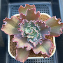 Echeveria 'Speed Bump' 3"-4" Succulent Plant Cutting