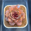 Echeveria 'Odette' Selected-Clone 3" Succulent Plant Cutting