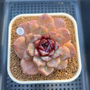 Echeveria 'Odette' Selected-Clone 3" Succulent Plant Cutting
