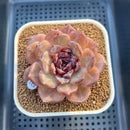 Echeveria 'Odette' Selected-Clone 3" Succulent Plant Cutting
