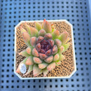Echeveria 'Pencil' 1"-2" Succulent Plant Cutting