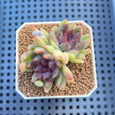 Echeveria 'Pencil' 1"-2" Succulent Plant Cutting