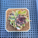 Echeveria 'Pencil' 1"-2" Succulent Plant Cutting