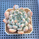 Echeveria 'Orange Sherbert' 2" Succulent Plant Cutting