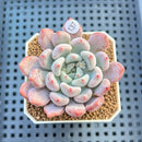 Echeveria 'Orange Sherbert' 2" Succulent Plant Cutting