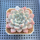 Echeveria 'Orange Sherbert' 2" Succulent Plant Cutting
