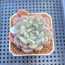 Echeveria 'Orange Sherbert' 2" Succulent Plant Cutting