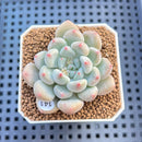 Echeveria 'Orange Sherbert' 2" Succulent Plant Cutting