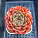 Echeveria 'The Invincible East' 4"-5" Large Succulent Plant Cutting