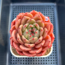 Echeveria 'The Invincible East' 4"-5" Large Succulent Plant Cutting