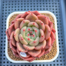 Echeveria 'The Invincible East' 2"-3" Succulent Plant Cutting