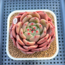 Echeveria 'The Invincible East' 2"-3" Succulent Plant Cutting