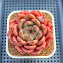 Echeveria 'The Invincible East' 2"-3" Succulent Plant Cutting