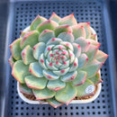 Echeveria Chihuahuaensis Variegated 2" Succulent Plant Cutting