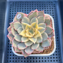 Echeveria 'Pink Erica' Variegated 3" Succulent Plant Cutting