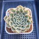 Echeveria 'Pink Erica' Variegated 3" Succulent Plant Cutting