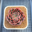 Echeveria 'Nomad' 3" Succulent Plant Cutting