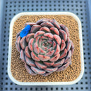 Echeveria 'Nomad' 3" Succulent Plant Cutting
