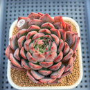 Echeveria 'Nomad' 3" Succulent Plant Cutting