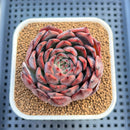 Echeveria 'Nomad' 3" Succulent Plant Cutting