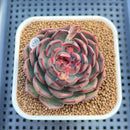 Echeveria 'Black Graphite' Type A 2"-3" Succulent Plant Cutting