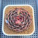 Echeveria 'Black Graphite' Type A 2"-3" Succulent Plant Cutting