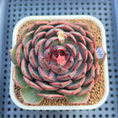 Echeveria 'Black Graphite' Type A 2"-3" Succulent Plant Cutting