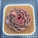 Echeveria 'Black Graphite' Type A 2"-3" Succulent Plant Cutting