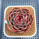 Echeveria 'Black Graphite' Type A 2"-3" Succulent Plant Cutting