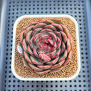 Echeveria 'Black Graphite' Type A 2"-3" Succulent Plant Cutting