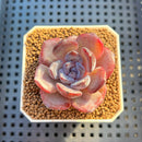 Echeveria Hybrid sp. 1"-2" Hand-Selected Clone (From Brotherly Farm) Succulent Plant Cutting