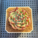 Echeveria Hybrid sp. 1"-2" Hand-Selected Clone (From Brotherly Farm) Succulent Plant Cutting