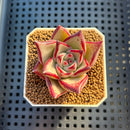 Echeveria Hybrid sp. 1"-2" Hand-Selected Clone (From Brotherly Farm) Succulent Plant Cutting