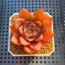 Echeveria Hybrid sp. 1"-2" Hand-Selected Clone (From Brotherly Farm) Succulent Plant Cutting
