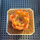 Echeveria Hybrid sp. 1"-2" Hand-Selected Clone (From Brotherly Farm) Succulent Plant Cutting