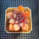 Echeveria Hybrid sp. 1"-2" Hand-Selected Clone (From Brotherly Farm) Succulent Plant Cutting