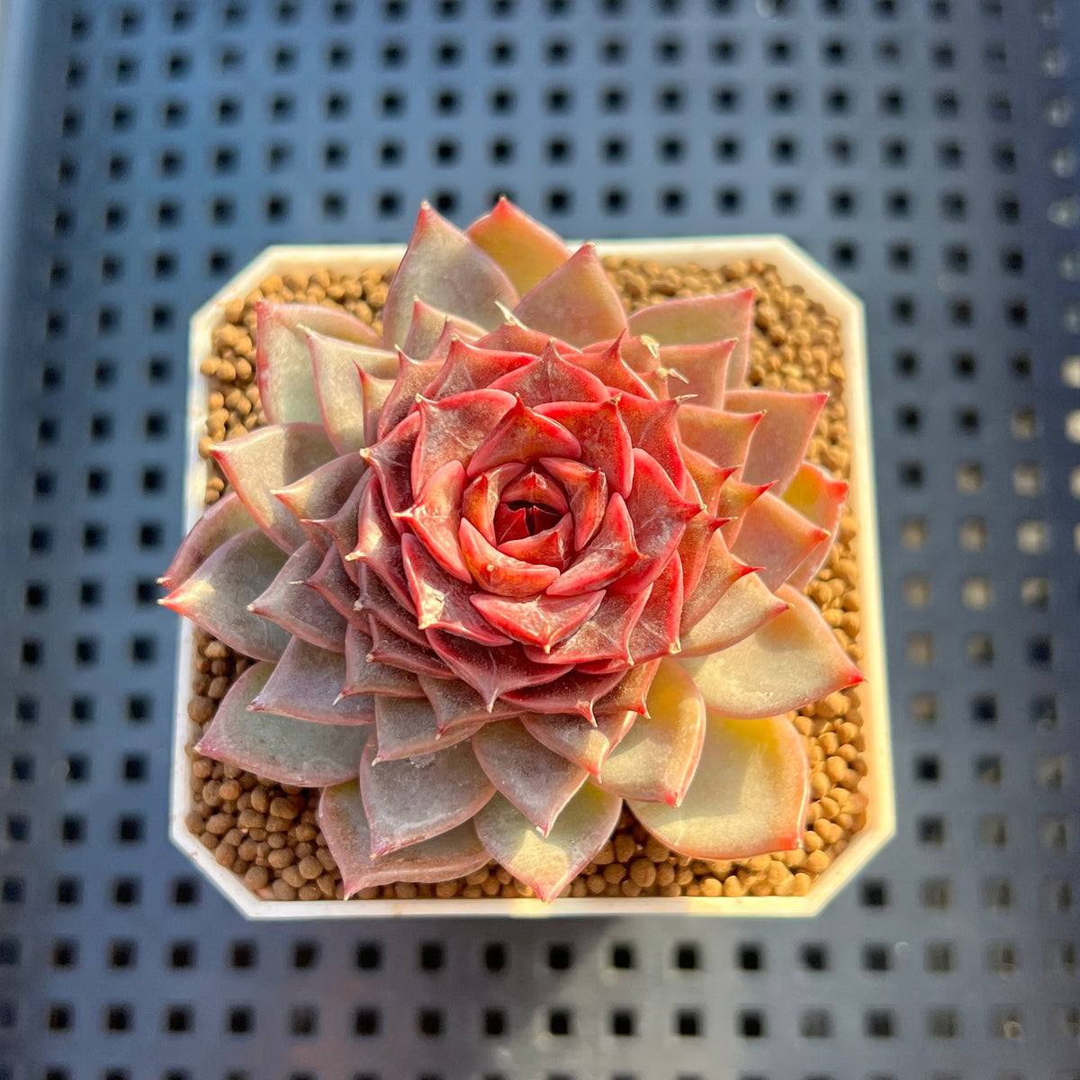 Echeveria 'Dream Catcher' 2" (New Hybrid by Brotherly Farm) Succulent Plant Cutting