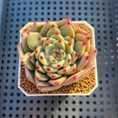 Echeveria Hybrid sp. 1"-2" Hand-Selected Clone (From Brotherly Farm) Succulent Plant Cutting