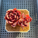 Echeveria Hybrid sp. 1"-2" Hand-Selected Clone (From Brotherly Farm) Succulent Plant Cutting