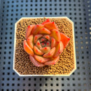 Echeveria Hybrid sp. 1"-2" Hand-Selected Clone (From Brotherly Farm) Succulent Plant Cutting