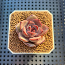 Echeveria Hybrid sp. 1"-2" Hand-Selected Clone (From Brotherly Farm) Succulent Plant Cutting