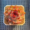 Echeveria Hybrid sp. 1"-2" Hand-Selected Clone (From Brotherly Farm) Succulent Plant Cutting