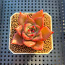 Echeveria Hybrid sp. 1"-2" Hand-Selected Clone (From Brotherly Farm) Succulent Plant Cutting